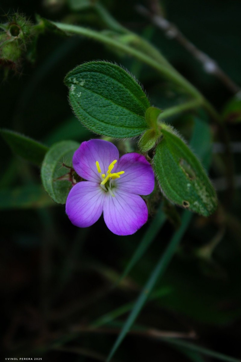 Osbeckia parvifolia Arn.
